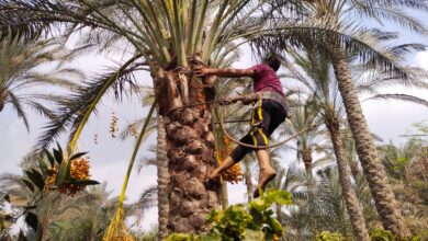 "حيانى يا بلح".. انطلاق موسم حصاد البلح بمزارع القليوبية..صور