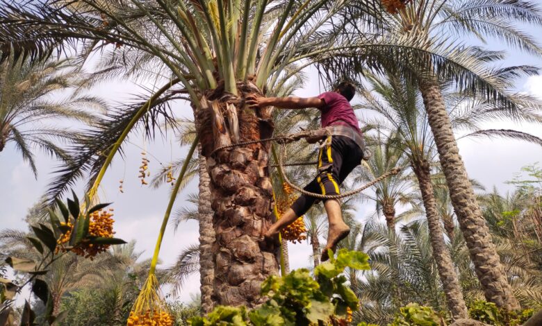 "حيانى يا بلح".. انطلاق موسم حصاد البلح بمزارع القليوبية..صور