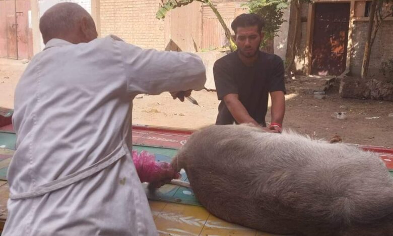 ضمن "بداية جديدة لبناء الإنسان".. قوافل طبية بيطرية مجانية بالدقهلية.. صور