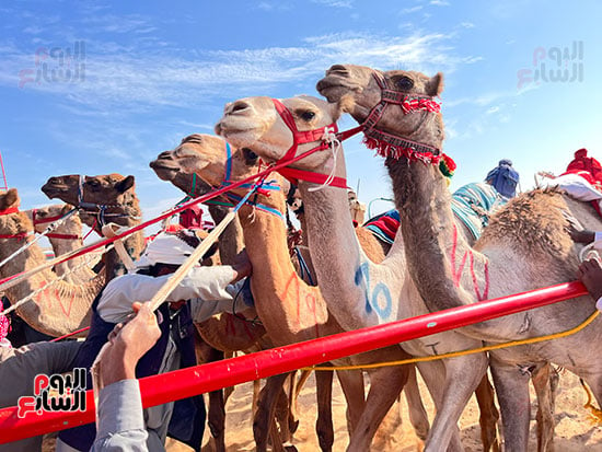 سباقات الهجن فى العلمين.. إحياء تراث عربى يمتد بجذوره عبر التاريخ