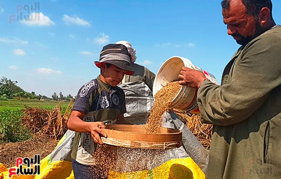 شاهد فرحة مزارعى المنوفية بمحصول السمسم والمزارعين: الفدان حقق أعلى إنتاجية