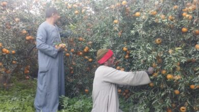 أحلى فاكهة فى الشتا.. مباشر من حصاد محصول اليوسفى بالمنيا (فيديو)