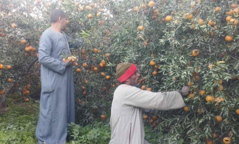 أحلى فاكهة فى الشتا.. مباشر من حصاد محصول اليوسفى بالمنيا (فيديو)