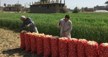 زراعة الشرقية .. تخطى المستهدف زراعته لمحصول البصل بـ5000 فدان