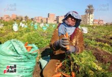 "ذهب الغيطان يا أصفر يا جميل".. انطلاق حصاد الجزر بغطيان الشرقية