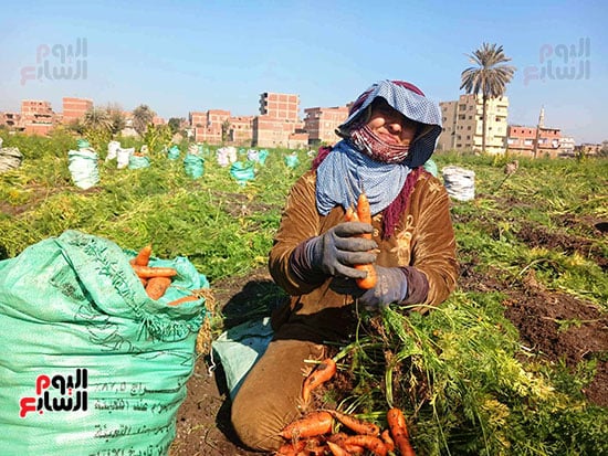 "ذهب الغيطان يا أصفر يا جميل".. انطلاق حصاد الجزر بغطيان الشرقية