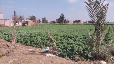 كيفية زراعة البطاطس فى العروة الشتوية بالشرقية.. تمكث بالأرض 110 أيام