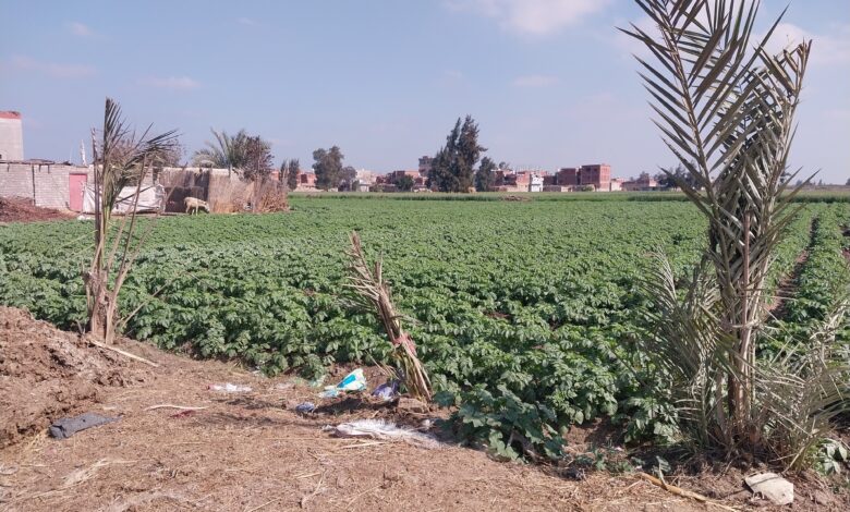 كيفية زراعة البطاطس فى العروة الشتوية بالشرقية.. تمكث بالأرض 110 أيام